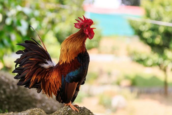 Chicken meat and eggs are rich in lysine and threonine.