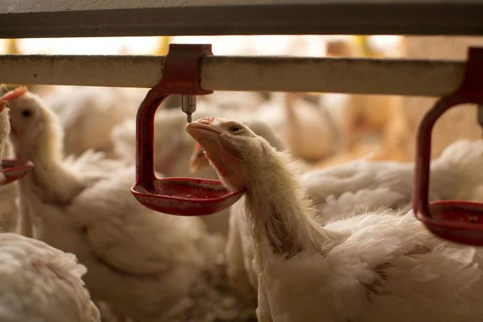 When chickens disappear, fewer people will be infected with salmonella.