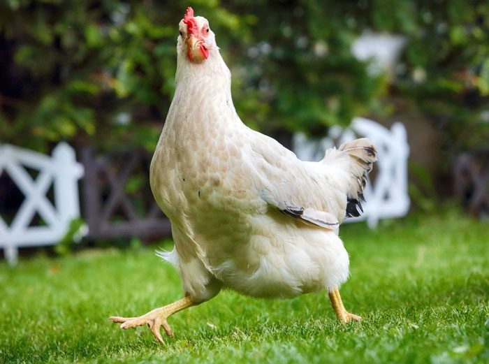 Chicken breeds are also being updated with greater variety.