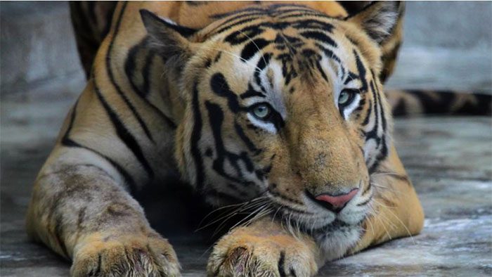 The extinction of one species leads to the extinction of another