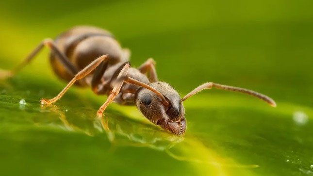 An ant drinking water collected on a leaf.