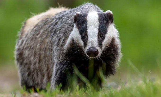 Dutch authorities are building a safer burrow for badgers.