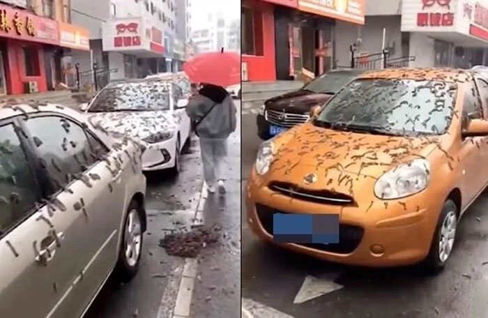 Image regarded as caterpillar rain in Liaoning, China.
