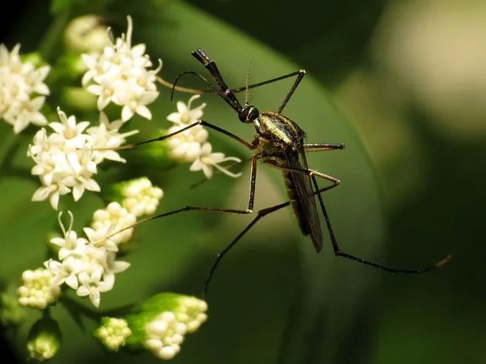 The number of deaths caused by mosquito bites exceeds the population of large cities.