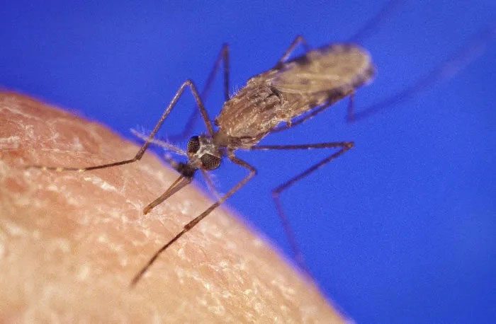Mosquitoes are the most dangerous insects in the world.