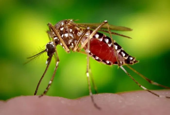 Almost all of us have been bitten by mosquitoes at some point in our lives.