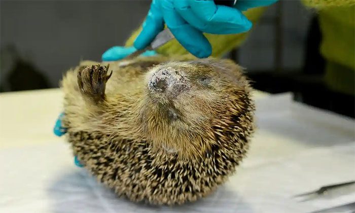 Nearly 700 dead hedgehogs have been collected and studied in Denmark.