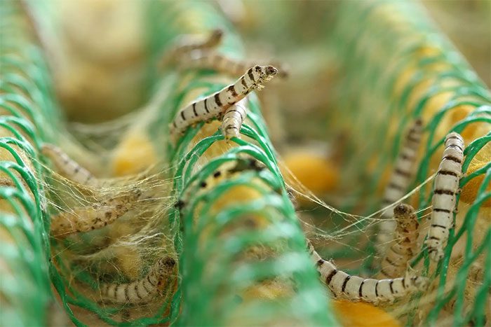 Silkworms spinning silk to weave fabric.