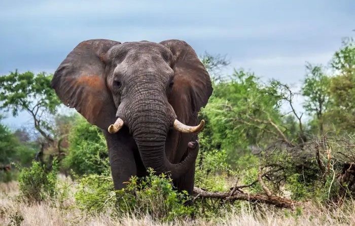 Elephant