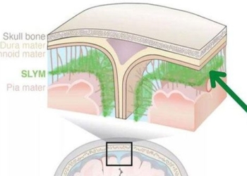 continue discovering a completely new structure in the human brain 125140