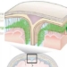 continue discovering a completely new structure in the human brain 125140