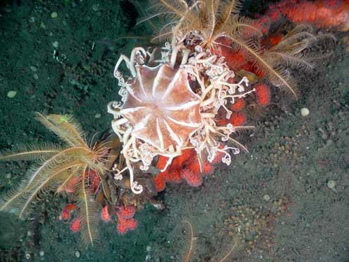coral1
