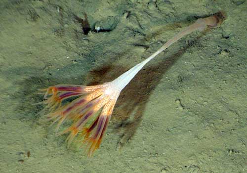 coral3