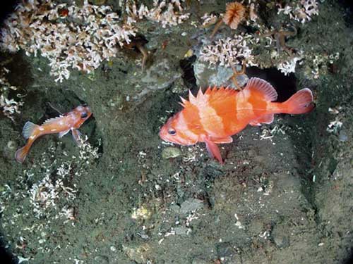 coral4