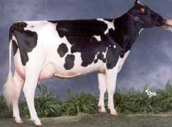 (Image: cow-sensation)