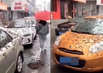 crazy rain rose in china and the surprising truth 126452