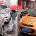crazy rain rose in china and the surprising truth 126452