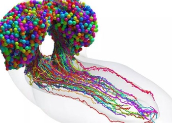 create the first complete map about ants 126370