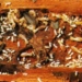 creating energy sources from nanostructures in mouth mucosa 6099