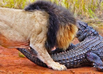 crocodile attacked by lion and the unexpected ending 125353