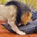 crocodile attacked by lion and the unexpected ending 125353