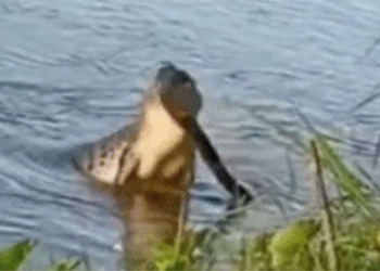crocodile eats meat in front of citizens 126333