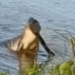 crocodile eats meat in front of citizens 126333