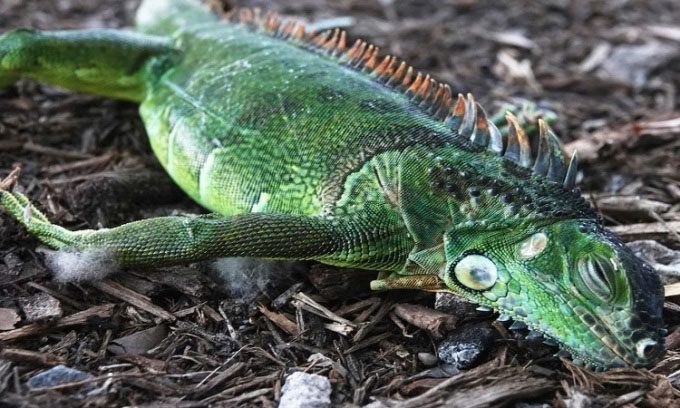An iguana immobilized in Oakland Park, Florida on January 22, 2020.