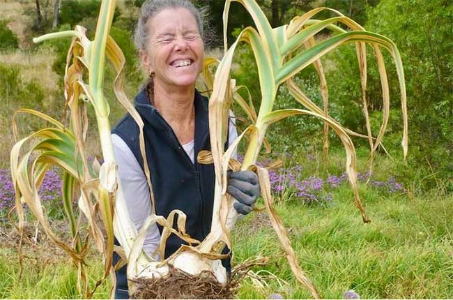 Mrs. Yasmine Bonner with her giant garlic plants.