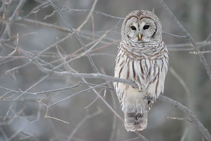 The Snowy Owl has forward-facing eyes.