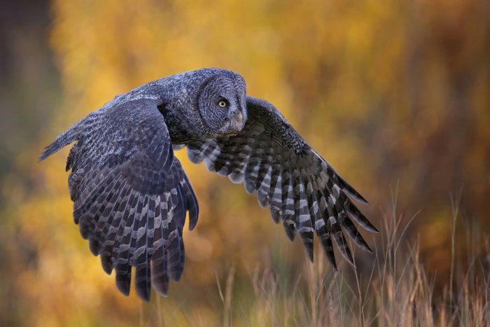 The ears of the Snowy Owl are asymmetrically arranged.
