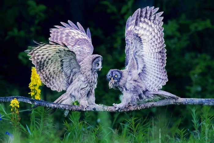 The feathers of the Snowy Owl will thicken enough to withstand the bone-chilling cold.