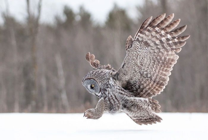The wingspan of adult Snowy Owls can reach about 1.55 meters.