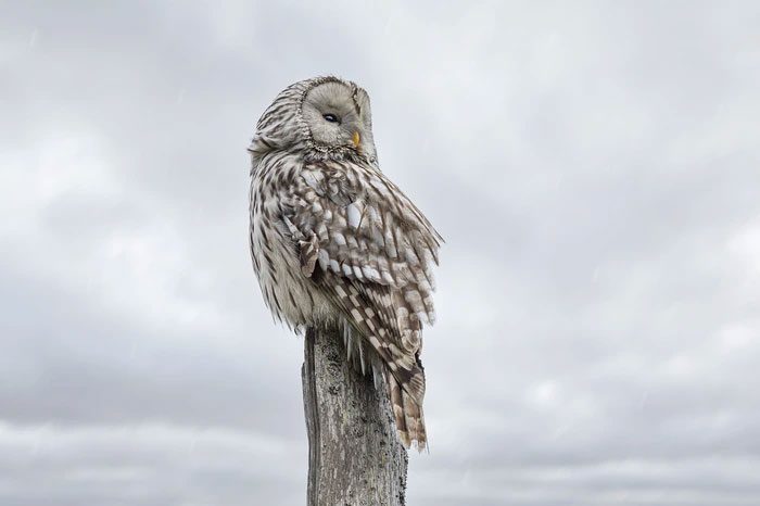 Snowy Owls are very devoted parents.