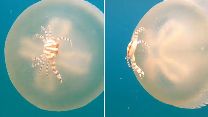 Juvenile coral crab riding on the body of a blubber jellyfish.