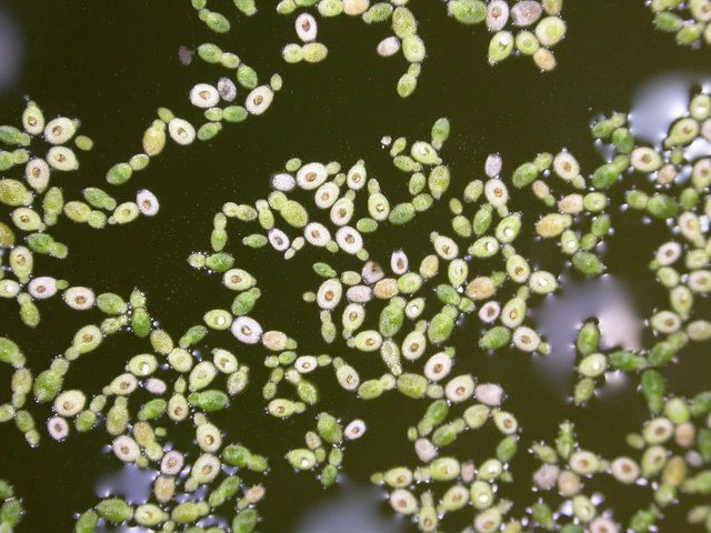 The largest cluster of Wolffia arrhiza flowers measures only 1 mm.