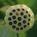 cure disease with throwaway 6849