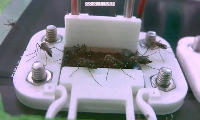 Mosquitoes feeding on artificial skin infused with blood.