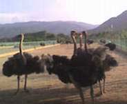 Ostriches at Minh Hung Farm