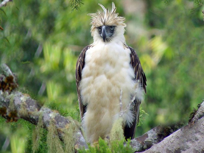 The Philippine eagle, still living today.