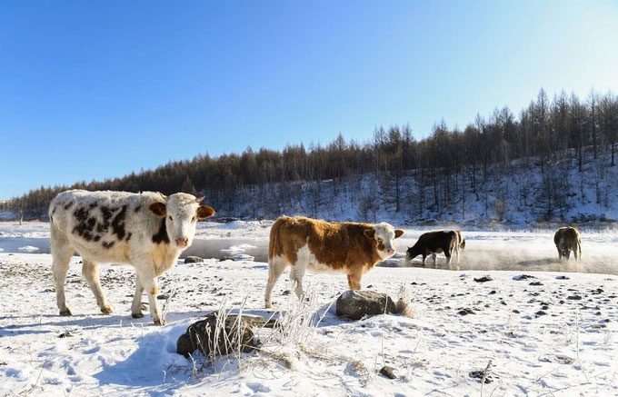 Herds of cattle and other animals gather here to enjoy the warm water and quench their thirst.