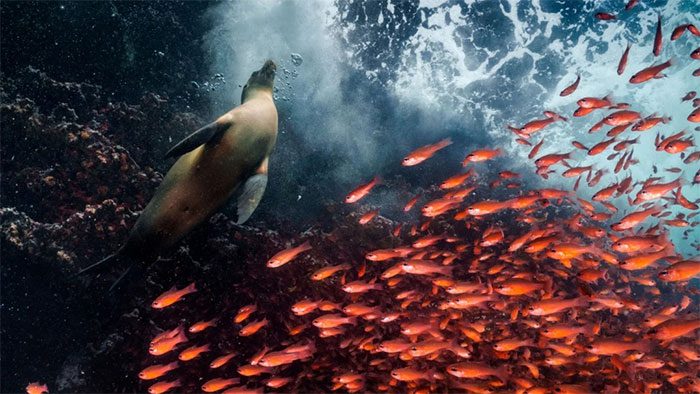 A school of fish moves aside for a sea lion in Galapagos.