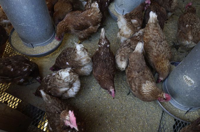 A flock of chickens at the Wagner farm in Glenview, Illinois, USA, on January 23.