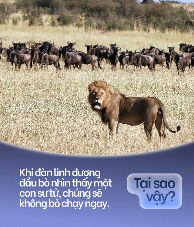 Herd of wildebeests and lions