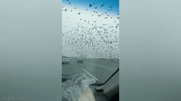 Hundreds of crows flying in the sky as cars move along the highway.