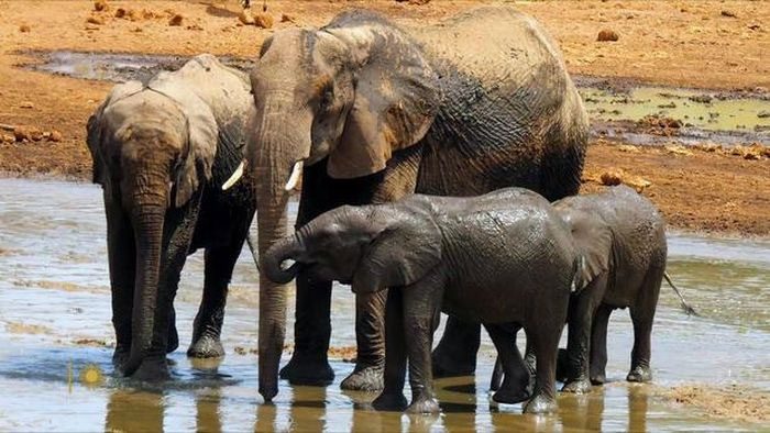 Elephants have 20 times more p53 genes than humans