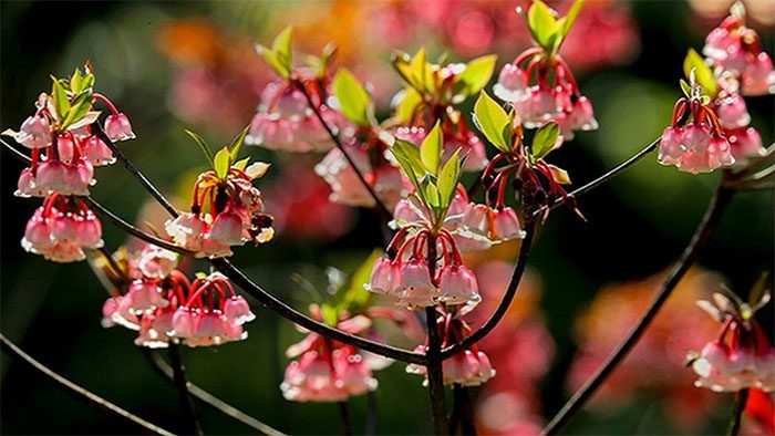 Bell Flower