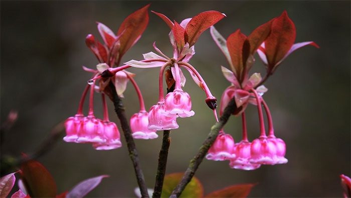 Bell Flower