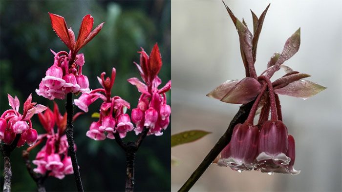 This flower symbolizes luck in wealth and power.