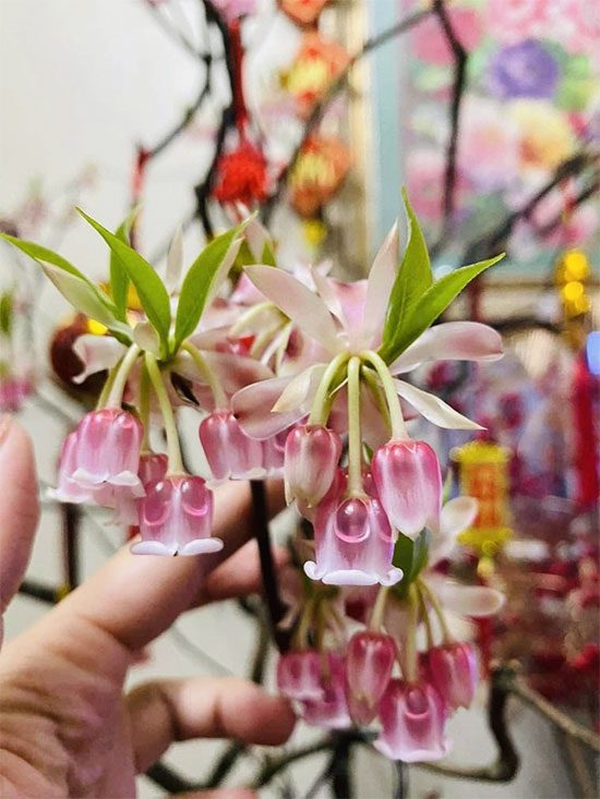Yen Tu Bellflower Peach
